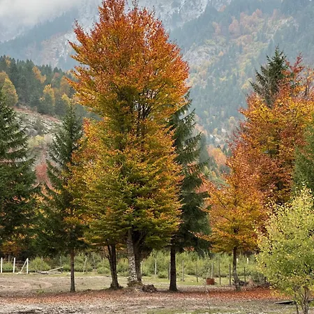 Daire Heldi Eco Dragobi